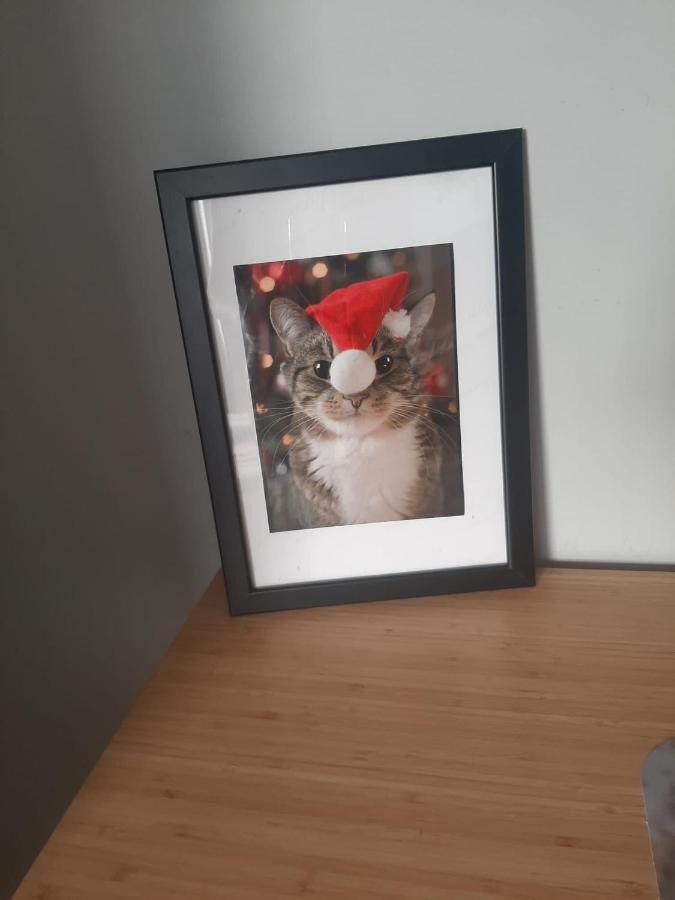 Apartamenty Koci Ogon Stary Toruń Esterno foto
